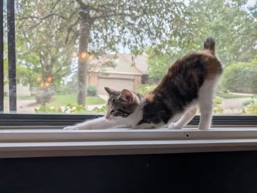 Libby
