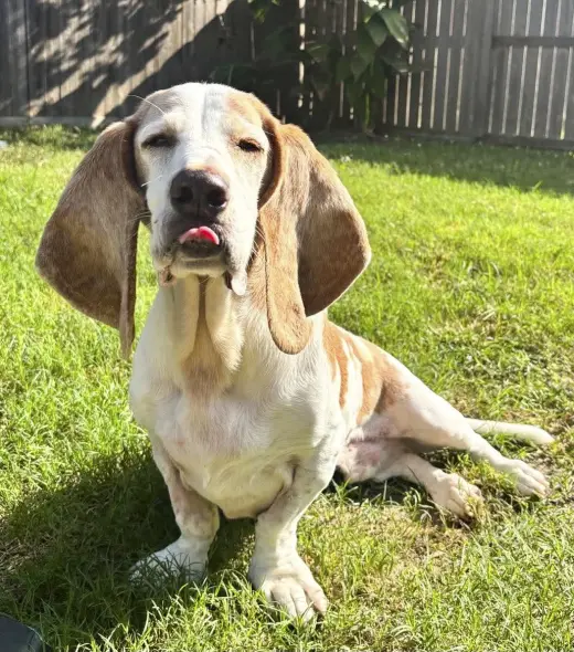 GILBERT - ADOPTION PENDING!