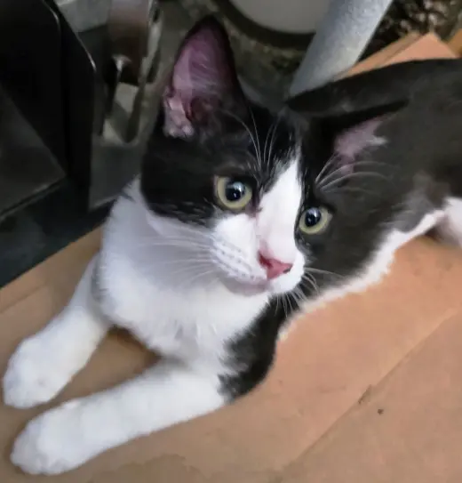 Kira