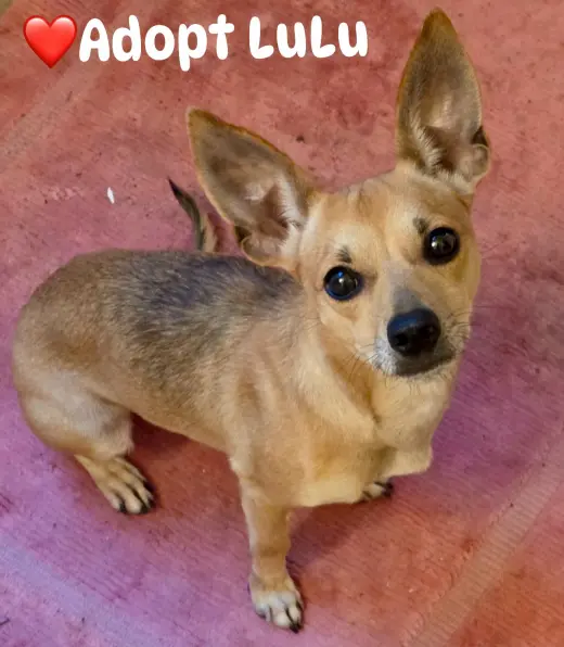 Lulu