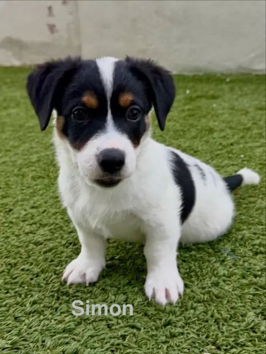 Simon