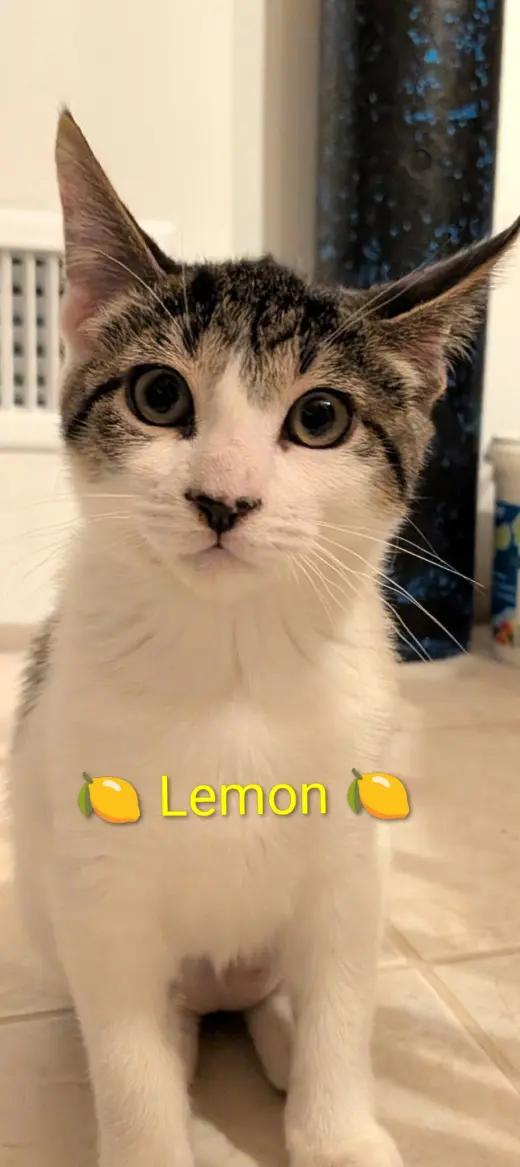 Lemon