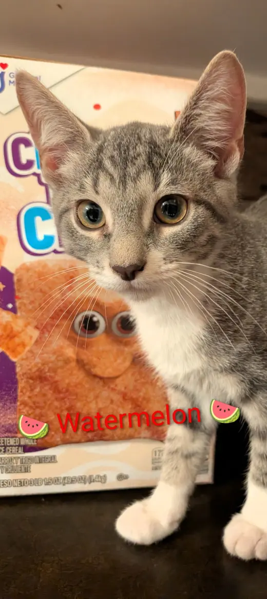 Watermelon