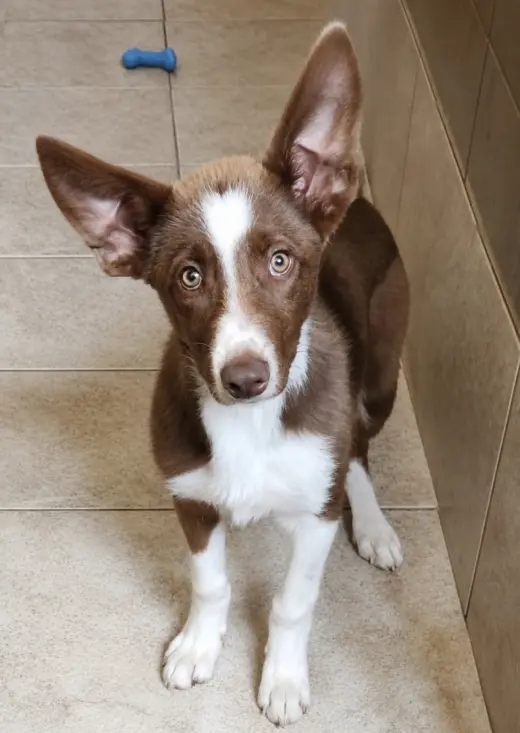 Scout