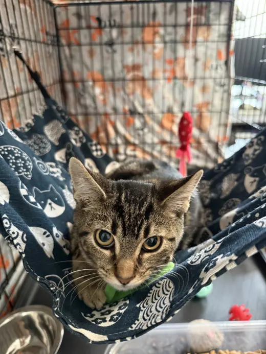 Odyssey Kittens : Coco