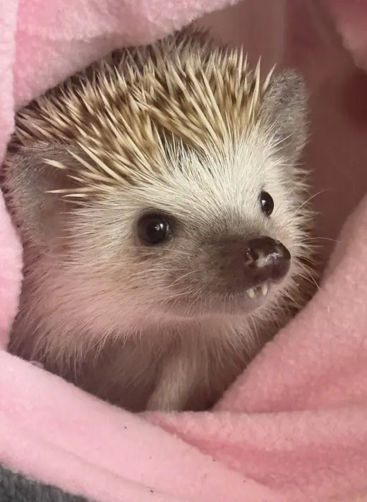 Maggie
