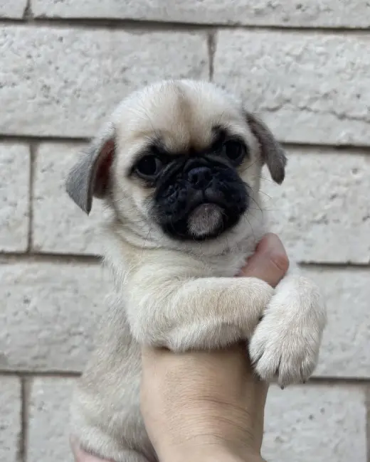 Winston