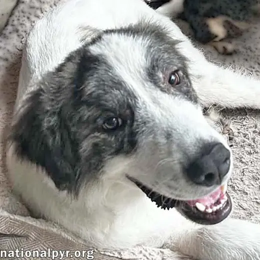 Koby in FL - Playful & Friendly Tripod!