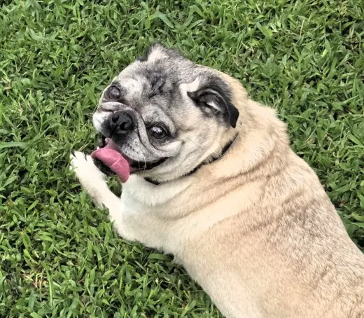 Toby