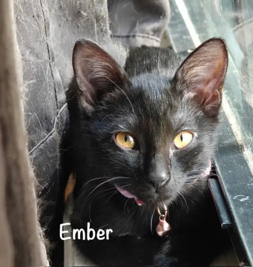 Ember
