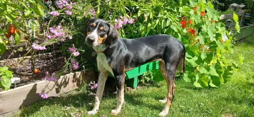 Mable - BO