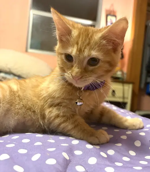KITTEN JERRY