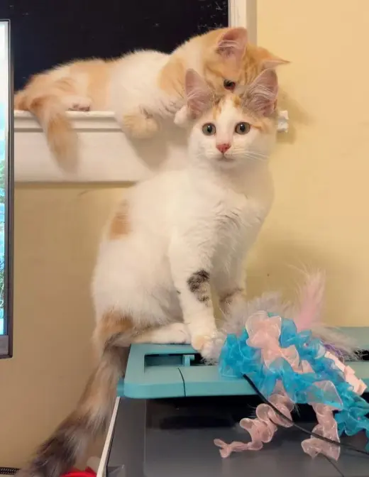 Pansy (bonded w/Honey Bee)