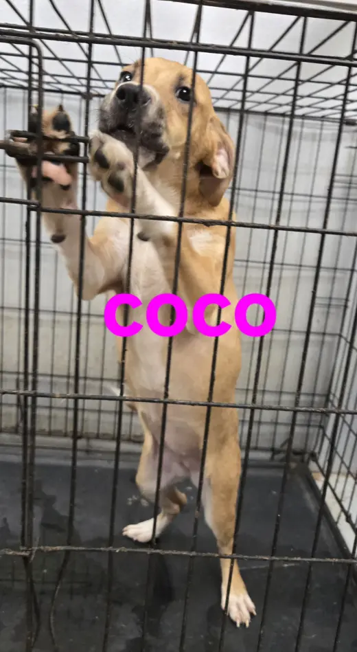 Coco