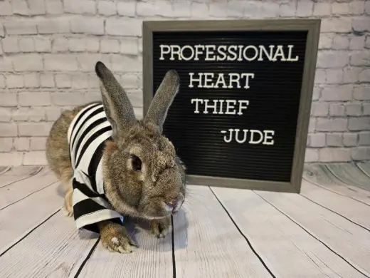 Jude