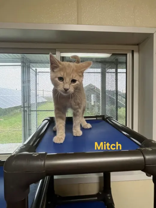 Mitch
