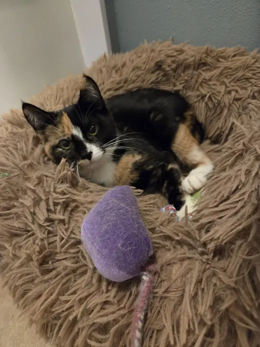 Lola (Available date TBD)