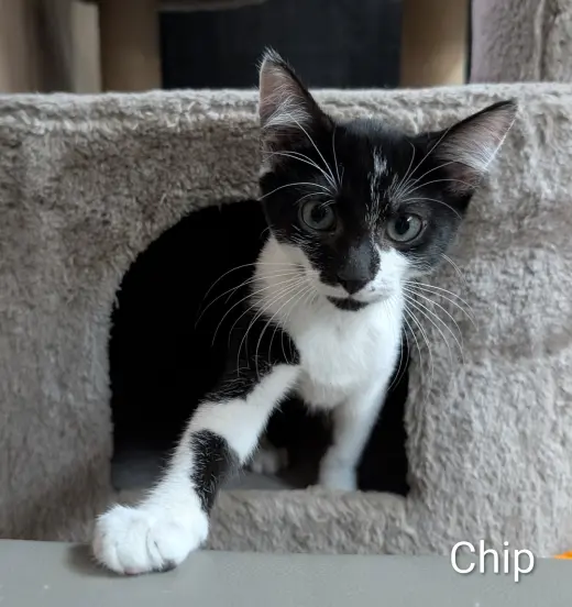 Chip 6.1.26 (prespay)