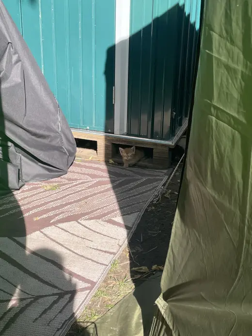 Catthew
