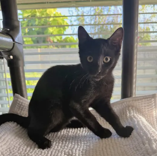 Berlioz