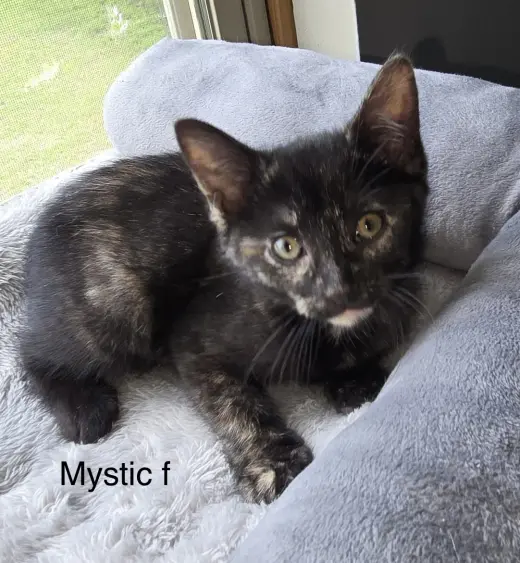 Mystique ( kf)