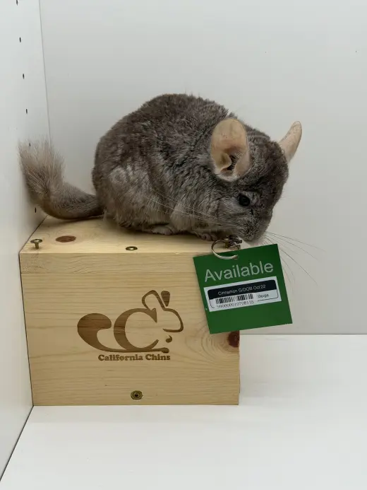 Cinnamon