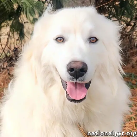 Kami in KY - Sweet & Playful!