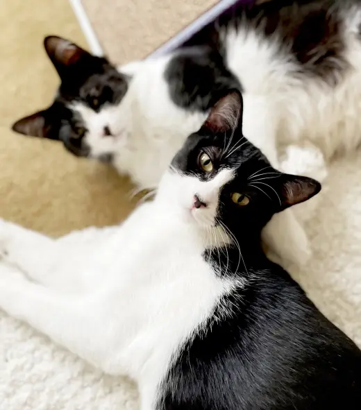 Olive & Dottie
