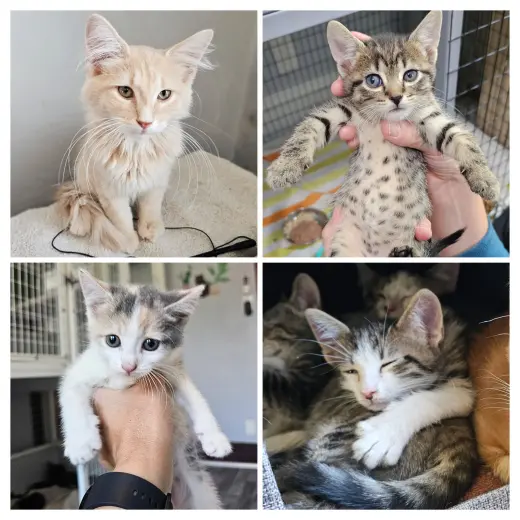 kitten Friends