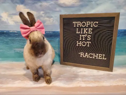 Rachel