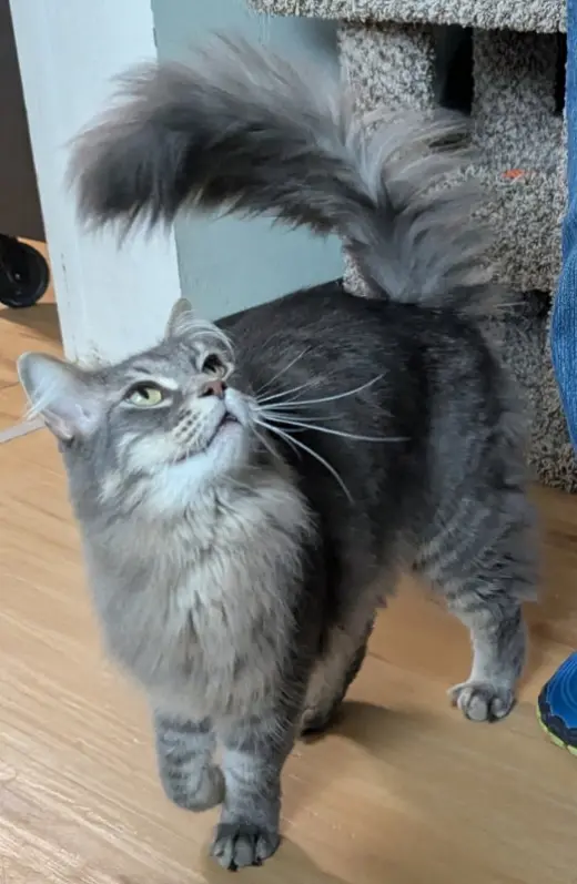 Simon
