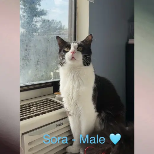 Sora