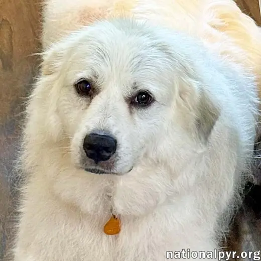 Lady in AL - Charming, Gentle & Easygoing!