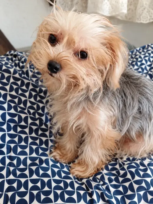 🐶💕 ¡Hermoso cachorrito Yorkshire Terrier en venta! (840)587-5964