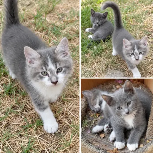 🐱💕 Se regalan gatitos (840)587-5964