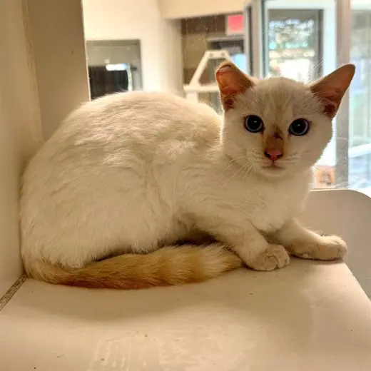 DUMPLING