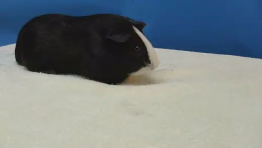 OREO