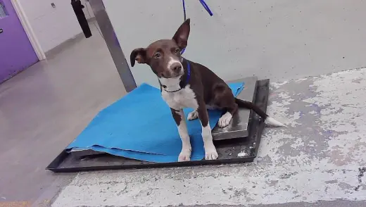 FIONA