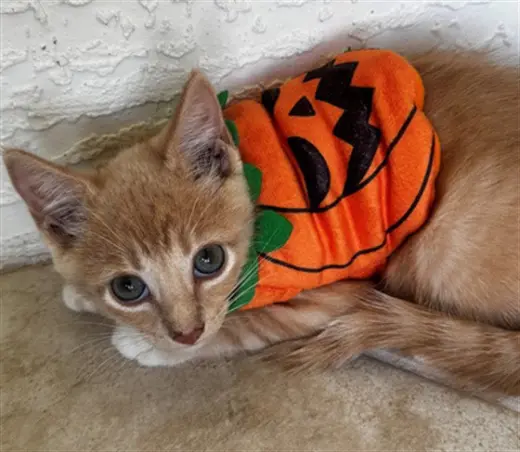 PUMPKIN