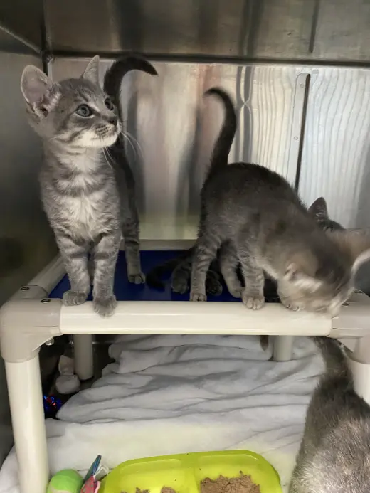 Thumper - At shelter