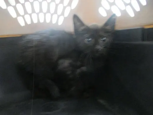 BLACKIE