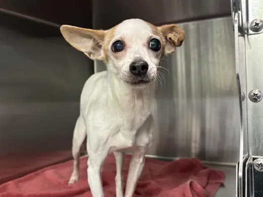 CHIQUITA