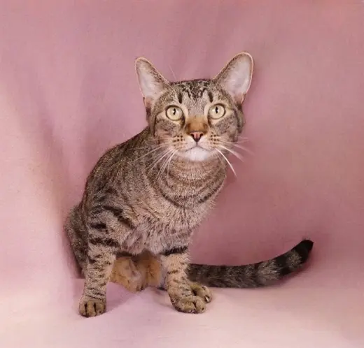 TABBY