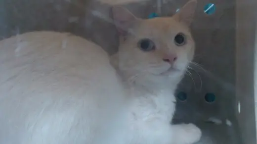 ZEUS