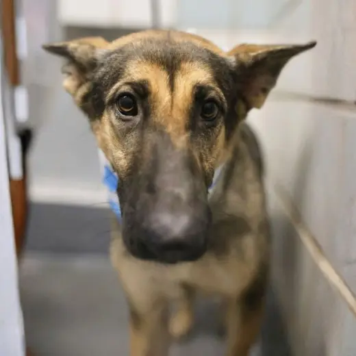 SIERRA