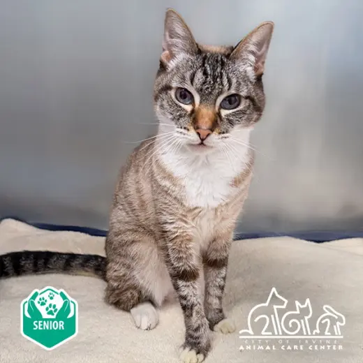 MIA