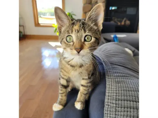 CLAWDIA