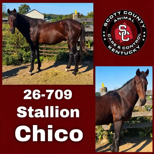 Chico
