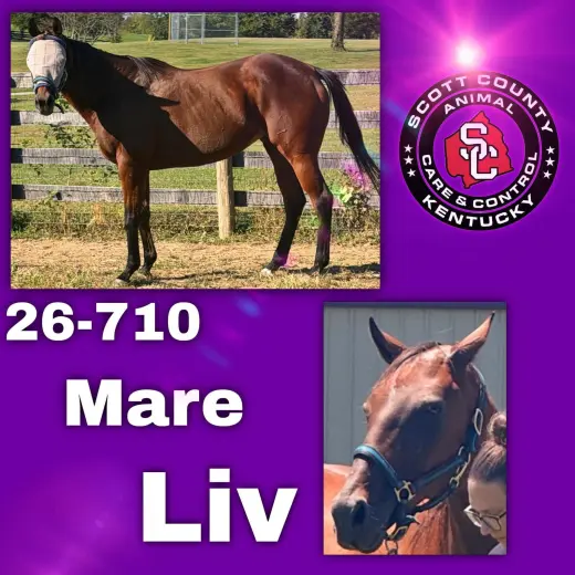 Liv (More Lively)