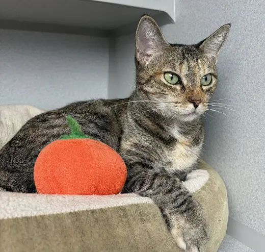 Sabrina